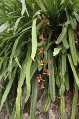 Cymbidium finlaysonianum