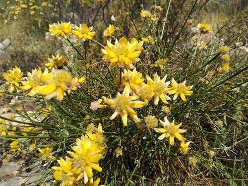 Genista umbellata · iNaturalist United Kingdom