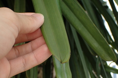 Cymbidium finlaysonianum