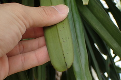 Cymbidium finlaysonianum