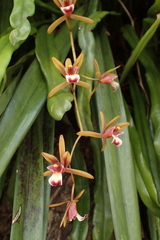 Cymbidium finlaysonianum