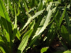 Cirsium monspessulanum