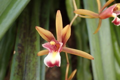 Cymbidium finlaysonianum