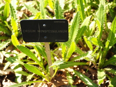 Cirsium monspessulanum