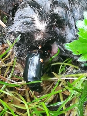 Nicrophorus humator