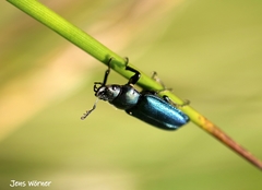 Platycerus