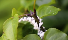 Prociphilus bumeliae