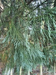 Cupressus torulosa