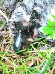 Nicrophorus humator