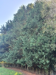 Cupressus torulosa
