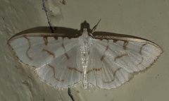 Lamprophaia