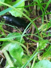 Nicrophorus humator