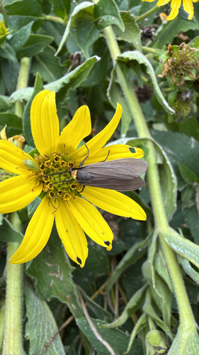 Yellow-collared Scape Moth