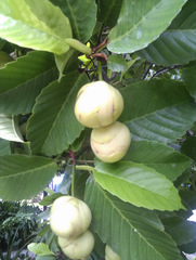 Dillenia philippinensis