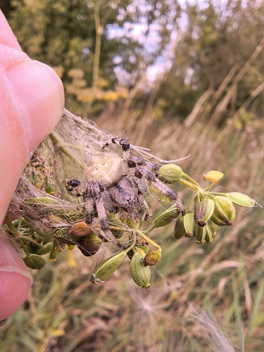 Four-spot Orbweaver