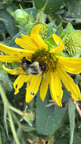 Common Eastern Bumble Bee