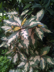 Graptophyllum pictum