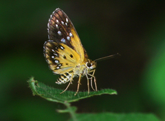 Astictopterus stellata mineni