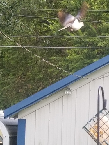 Eurasian Collared-Dove