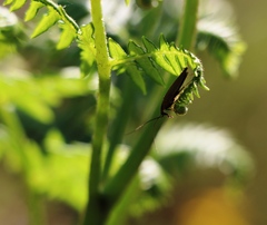 Ectobius erythronotus