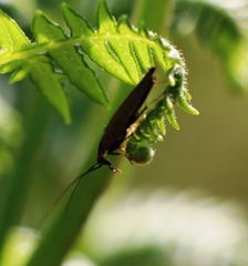 Ectobius erythronotus