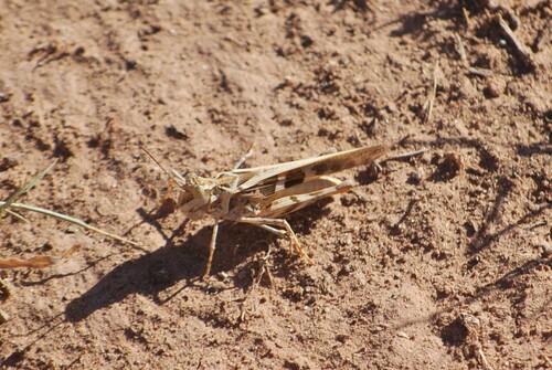 Hippopedon capito