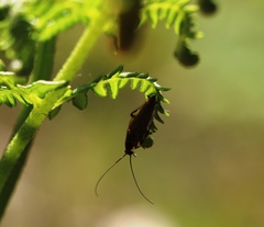 Ectobius erythronotus