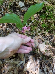 Trillium catesbaei