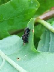 Perilampidae