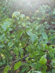 Coprosma tenuifolia