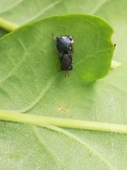 Perilampidae