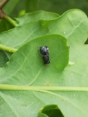Perilampidae