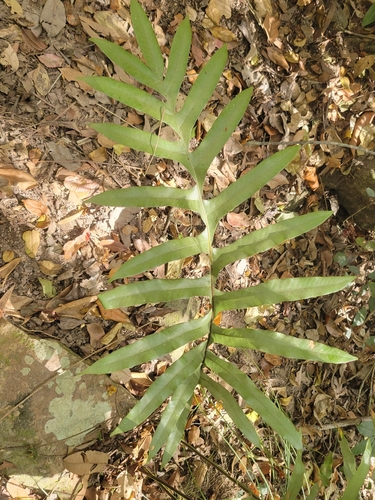 Drynaria sparsisora observed 2026-08-21
