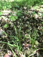 Melica picta