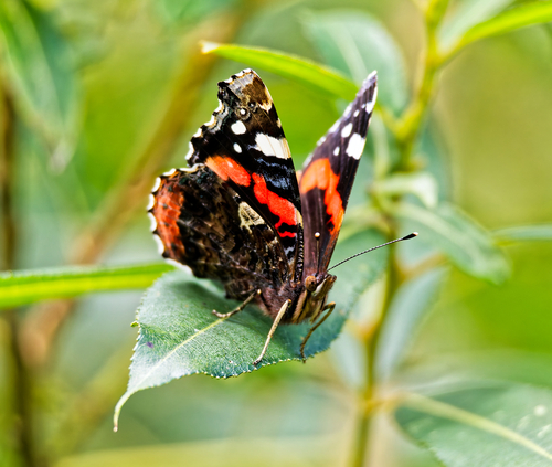 Red Admiral