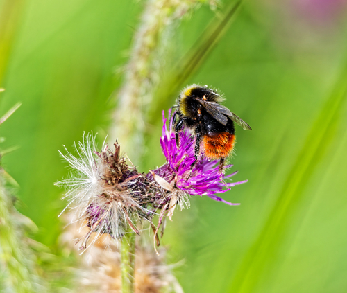 Red-tailed Bumble Bee
