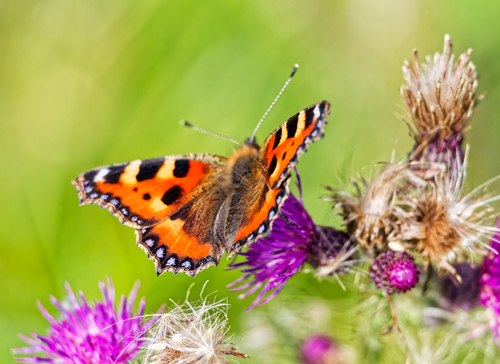 Small Tortoiseshell