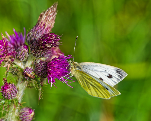Green-veined White
