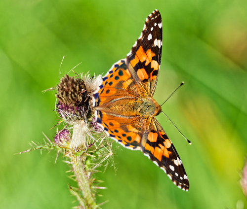 Painted Lady