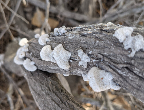 iNaturalist observation photo of splitgill mushroom