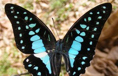 Graphium evemon