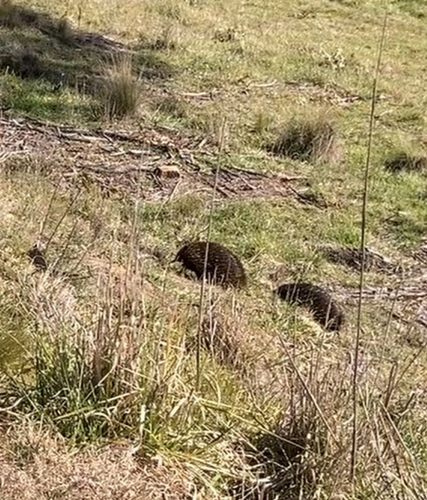 Short-beaked Echidna