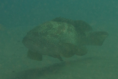 Epinephelus malabaricus