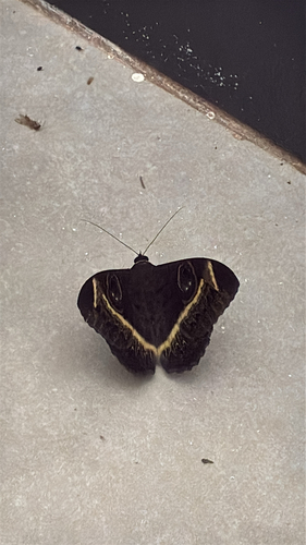 Creamstriped Owl