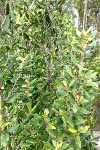 Olearia traversiorum observed 2026-08-19