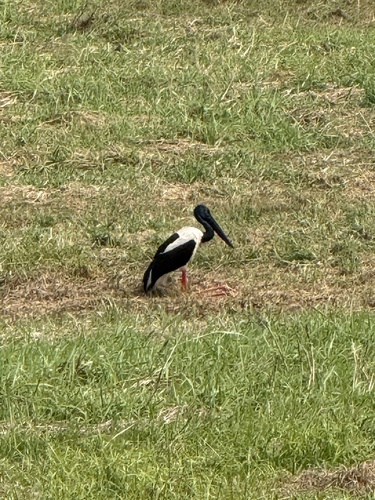 Black-necked Stork