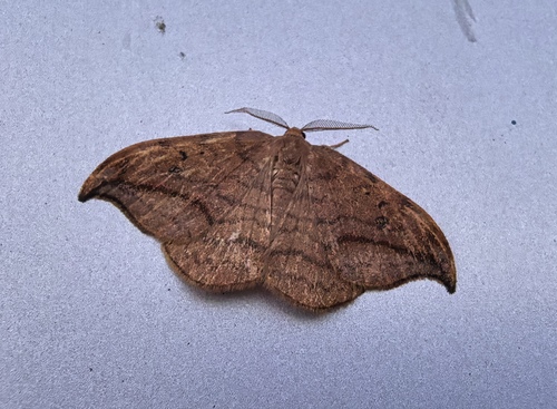 Dusky Hook-tip