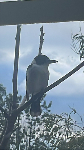 Grey Butcherbird