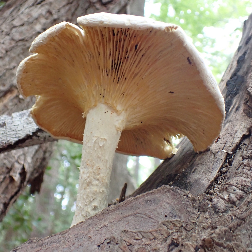 Lynx Paw Oyster · August 2026 · photo: Photo: (c) Peter Burka, some rights reserved (CC BY-SA) · iNaturalist