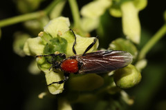 Bibio hortulanus